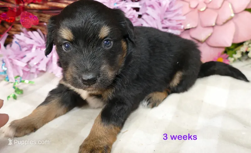 FR-Rose BTF with tail – Toy Australian Shepherd puppy for sale in Portland, OR