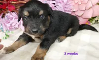 FR-Rose BTF with tail, a female Toy Australian Shepherd for sale in Portland, OR – 1 of 2