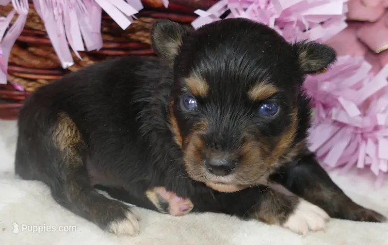 Lil triskey-el Btf – Toy Australian Shepherd puppy for sale in Portland, OR