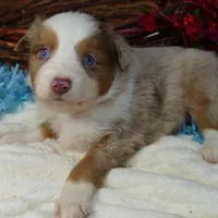 Lil star rmm, a male Toy Australian Shepherd for sale in Portland, OR – Photo 1 of 2
