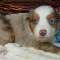 Lil star rmm, a male Toy Australian Shepherd for sale in Portland, OR – Photo 2 of 2