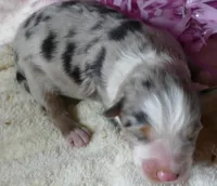 Lil paisley bmf w TAIL, a female Toy Australian Shepherd for sale in Portland, OR – 3 of 3
