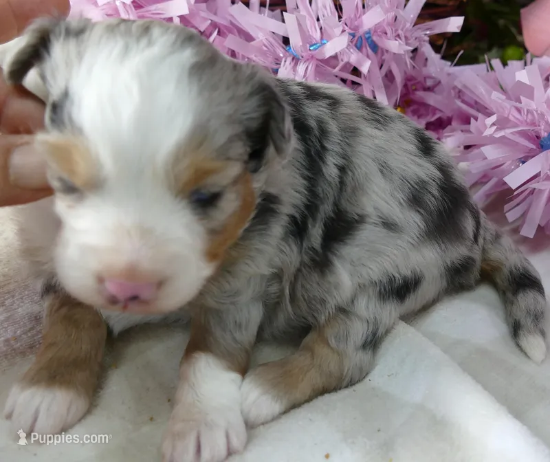 Lil paisley bmf w TAIL – Toy Australian Shepherd puppy for sale in Portland, OR