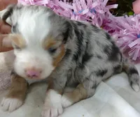 Lil paisley bmf w TAIL, a female Toy Australian Shepherd for sale in Portland, OR – 1 of 3