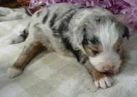 Lil paisley bmf w TAIL, a female Toy Australian Shepherd for sale in Portland, OR – 2 of 3
