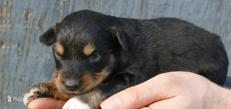 Daisey btf, a female Miniature Australian Shepherd for sale in Portland, OR – Photo 1 of 2