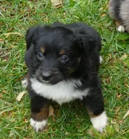Daisey btf, a female Miniature Australian Shepherd for sale in Portland, OR – Photo 3 of 3