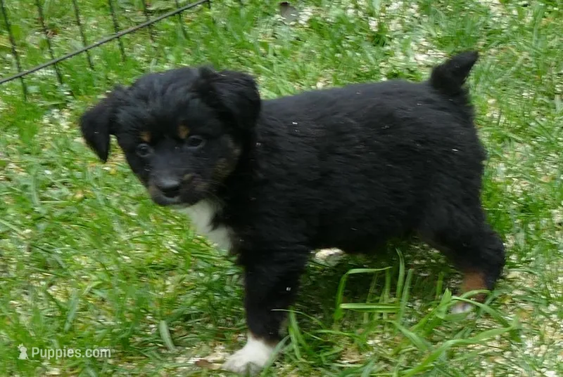 Daisey btf – Miniature Australian Shepherd puppy for sale in Portland, OR
