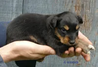 Daisey btf, a female Miniature Australian Shepherd for sale in Portland, OR – Photo 2 of 2