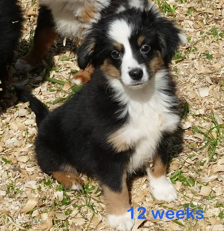 Lucytub- BTM with tail – Miniature Australian Shepherd puppy for sale in Portland, OR