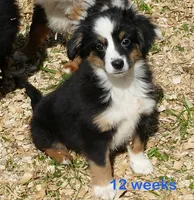 Lucytub- BTM with tail, a male Miniature Australian Shepherd for sale in Portland, OR – 1 of 3