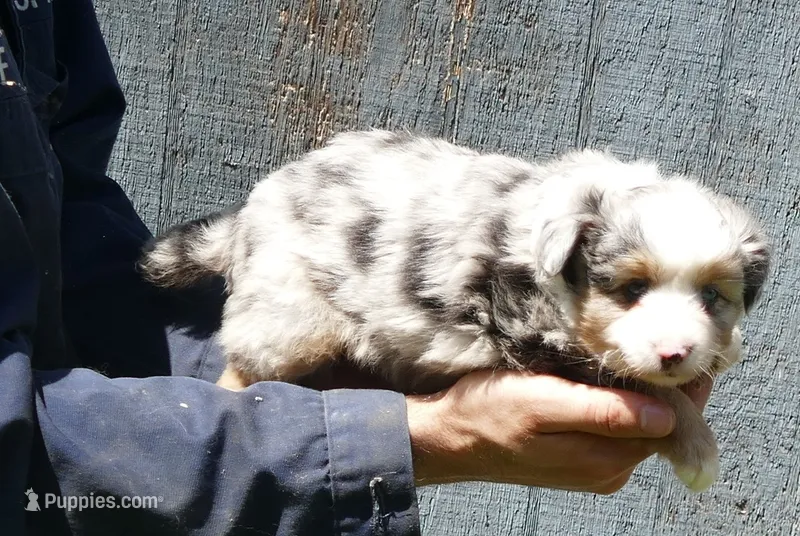 Lil paisley bmf w TAIL – Toy Australian Shepherd puppy for sale in Portland, OR
