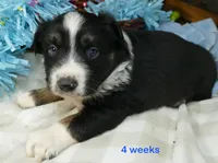 MIstyblue BTm, a male Miniature Australian Shepherd for sale in Portland, OR – 2 of 3