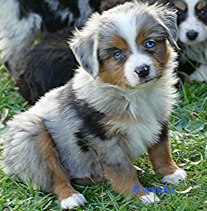 Lil Starb BMM2 – Toy Australian Shepherd puppy for sale in Portland, OR