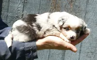 Lil trixeybllue BMF1 w tail, a female Toy Australian Shepherd for sale in Portland, OR – 2 of 4