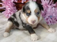 Lil Starb BMF2, a female Toy Australian Shepherd for sale in Portland, OR – 3 of 3
