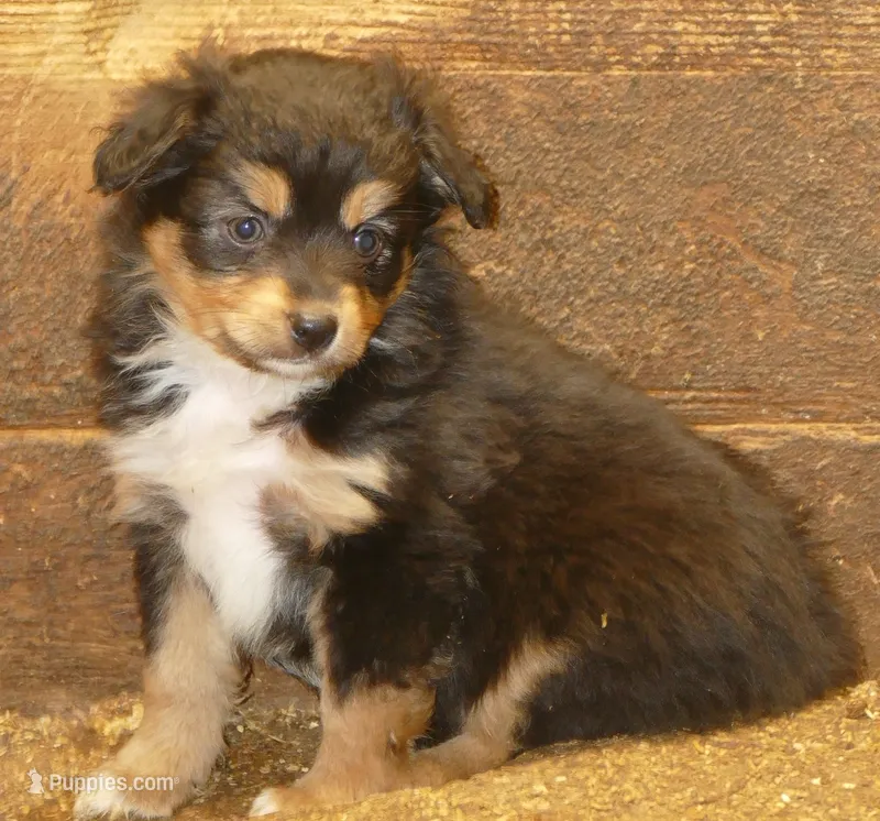 Lil Starnight btf – Toy Australian Shepherd puppy for sale in Portland, OR