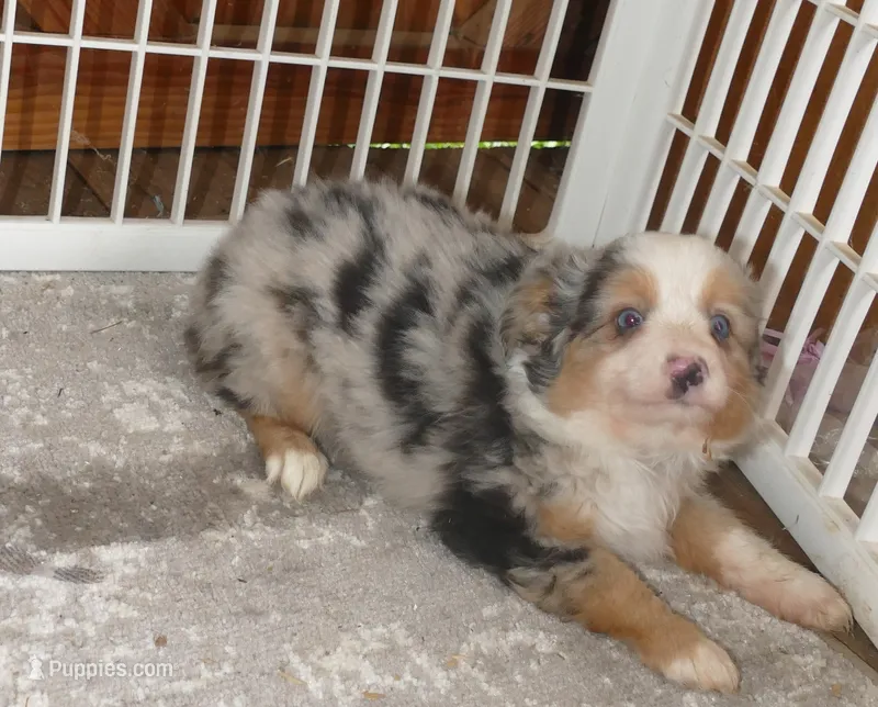 Lil paisley bmf w TAIL – Toy Australian Shepherd puppy for sale in Portland, OR