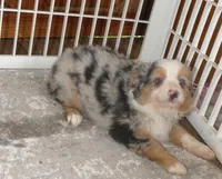 Lil paisley bmf w TAIL, a female Toy Australian Shepherd for sale in Portland, OR – 1 of 8