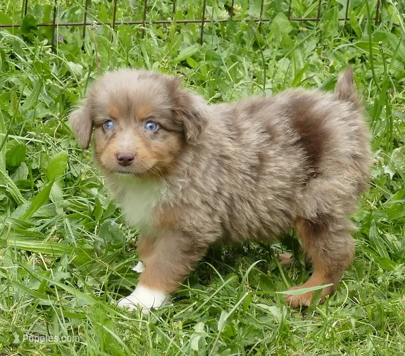 FR ROSE RMM – Toy Australian Shepherd puppy for sale in Portland, OR