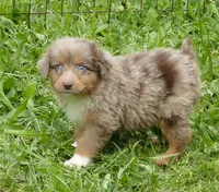 FR ROSE RMM, a male Toy Australian Shepherd for sale in Portland, OR – 1 of 4
