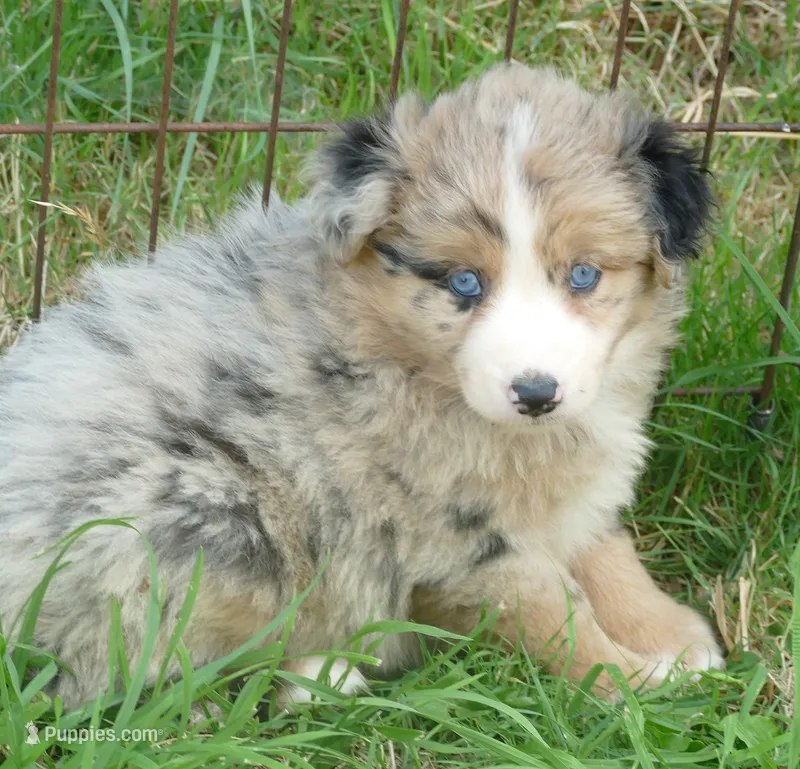 Grace-ci Belle BMF1 – Miniature Australian Shepherd puppy for sale in Portland, OR