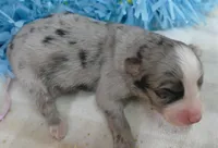 Grace-ci Belle BMMF1, a male Miniature Australian Shepherd for sale in Portland, OR – 3 of 3