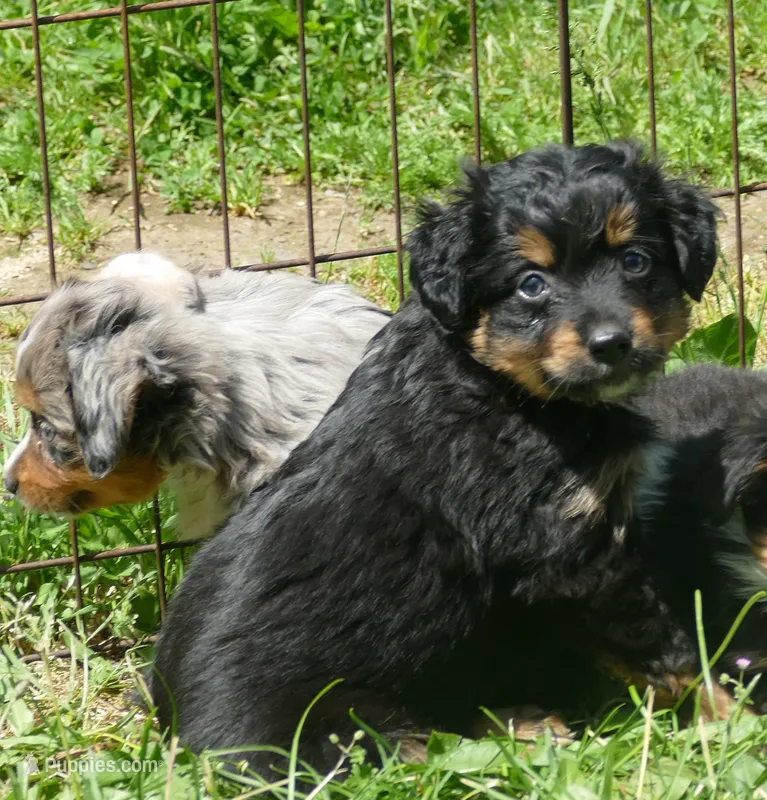 Lil starnight btm3 – Toy Australian Shepherd puppy for sale in Portland, OR