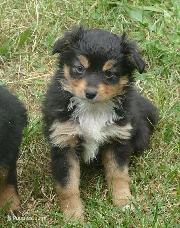 Lil Starnight btf – Toy Australian Shepherd puppy for sale in Portland, OR