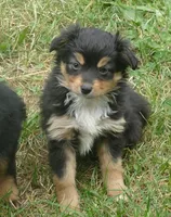 Lil Starnight btf, a female Toy Australian Shepherd for sale in Portland, OR – 1 of 4