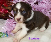 FR-Rose RTF2, a female Toy Australian Shepherd for sale in Portland, OR – 2 of 3