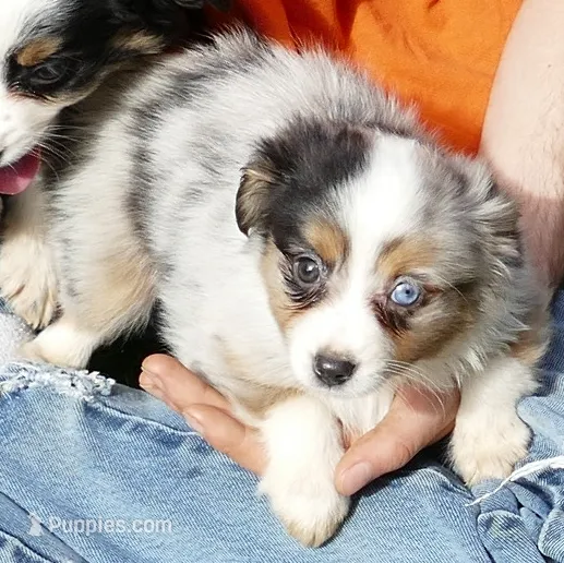 Lil Starb BMM1 – Toy Australian Shepherd puppy for sale in Portland, OR