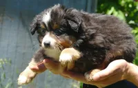 Dustyrose BTM1, a male Toy Australian Shepherd for sale in Portland, OR – 2 of 2