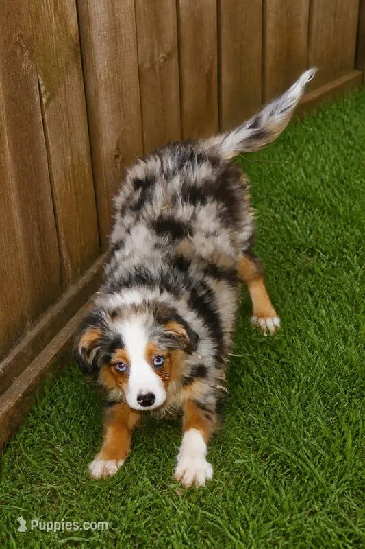 Lil paisley bmf w TAIL – Toy Australian Shepherd puppy for sale in Portland, OR