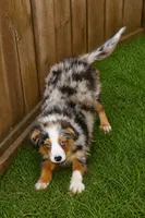Lil paisley bmf w TAIL, a female Toy Australian Shepherd for sale in Portland, OR – 1 of 10