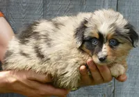 dbreezetu bmf2, a female Miniature Australian Shepherd for sale in Portland, OR – 2 of 5