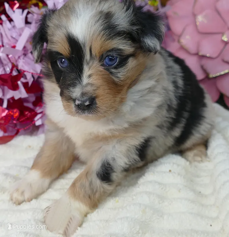 dbreezetu bmf2 – Miniature Australian Shepherd puppy for sale in Portland, OR