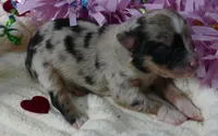 dbreezetu bmf2, a female Miniature Australian Shepherd for sale in Portland, OR – Photo 3 of 3