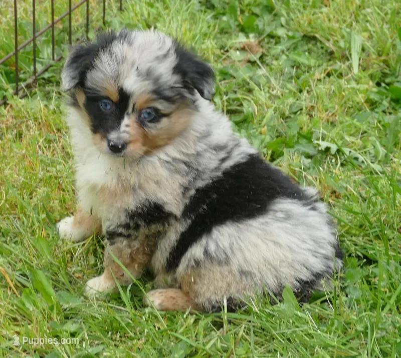 dbreezetu bmf2 – Miniature Australian Shepherd puppy for sale in Portland, OR