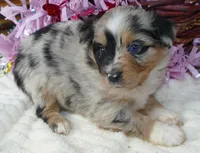 dbreezetu bmf2, a female Miniature Australian Shepherd for sale in Portland, OR – Photo 2 of 3