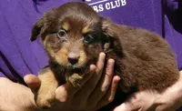 FR ROSE RTF1, a female Miniature Australian Shepherd for sale in Portland, OR – 2 of 4
