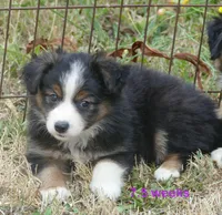 graceci belle btf, a female Miniature Australian Shepherd for sale in Portland, OR – 2 of 2