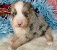 Grace-ci Belle BMMF1, a male Miniature Australian Shepherd for sale in Portland, OR – 1 of 3
