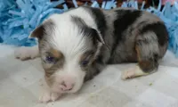 Lil Triskey-el bmm, a male Toy Australian Shepherd for sale in Portland, OR – 1 of 3