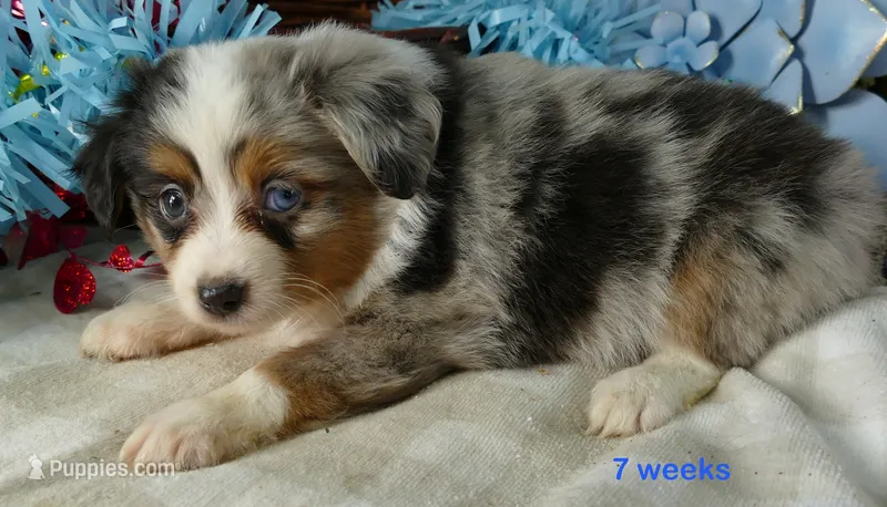 Lil Starb BMM1 – Toy Australian Shepherd puppy for sale in Portland, OR