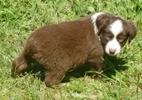 Rustybelle RTM1, a male Miniature Australian Shepherd for sale in Portland, OR – 1 of 2