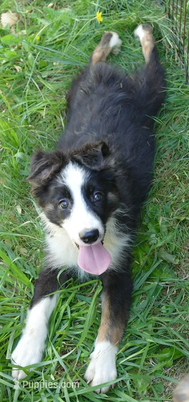 Grace-ci Blue BTM3 – Miniature Australian Shepherd puppy for sale in Portland, OR