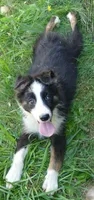 Grace-ci Blue BTM3, a male Miniature Australian Shepherd for sale in Portland, OR – 1 of 3