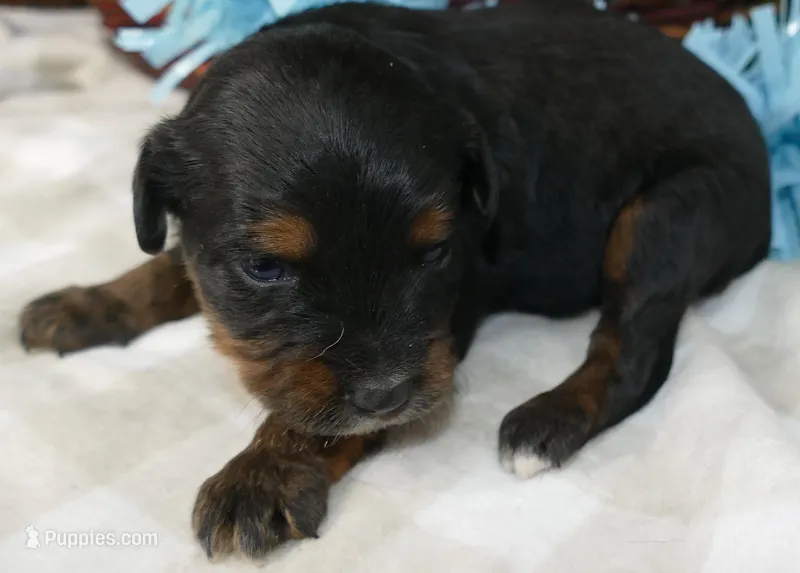 Lil starnight btm3 – Toy Australian Shepherd puppy for sale in Portland, OR