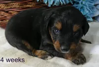 Lil starnight btm3, a male Toy Australian Shepherd for sale in Portland, OR – 2 of 2